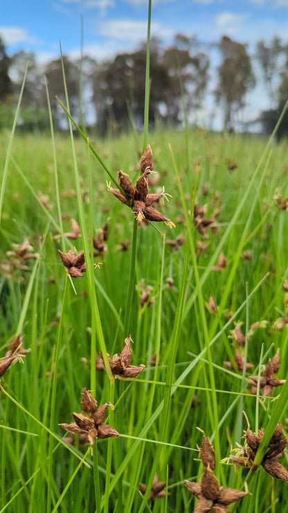 Bolboschoenus medianus