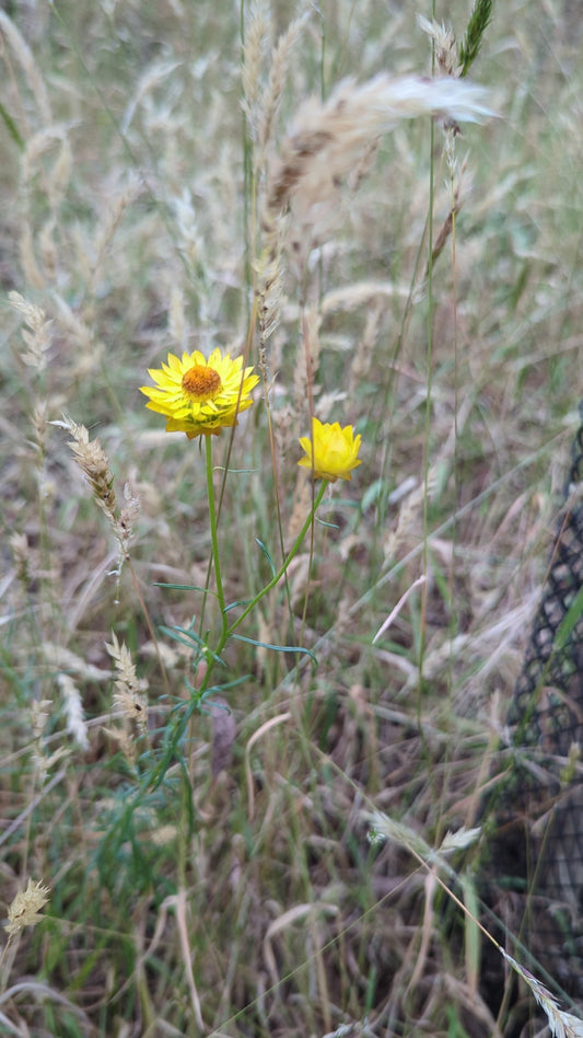 Xerochrysum viscosum