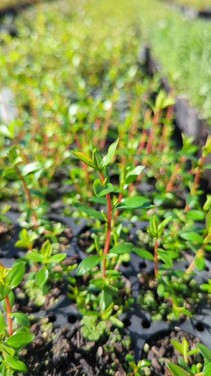 Leptospermum continentale