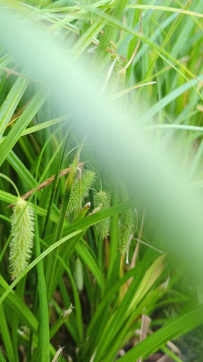 Carex fascicularis