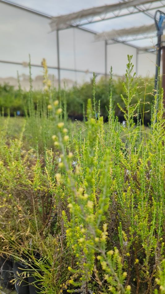 Cassinia arcuata