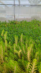 Myriophyllum crispatum