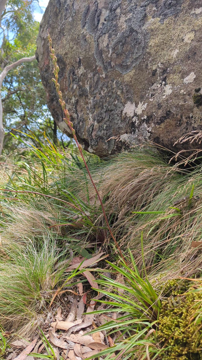 Stylidium graminifolium