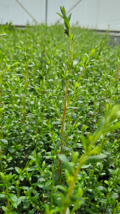 Leptospermum lanigerum