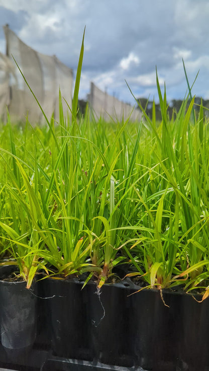 Cyperus lucidus