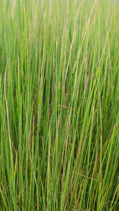 Juncus flavidus