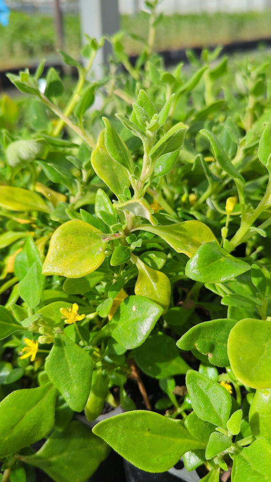 Tetragonia implexicoma