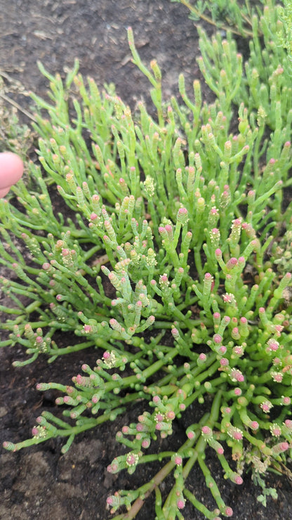 Salicornia quinqueflora