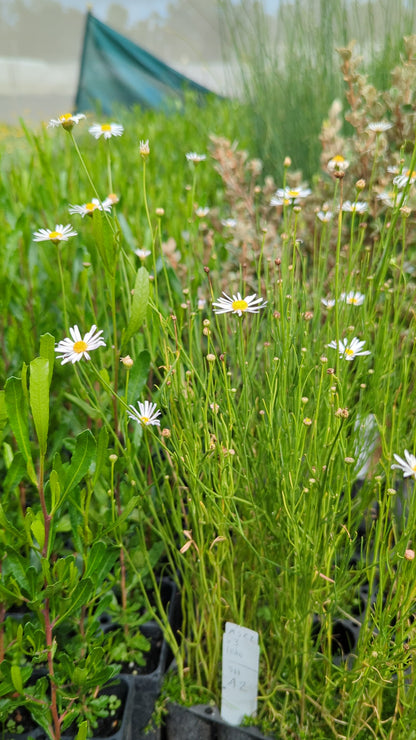 Brachyscome paludicola