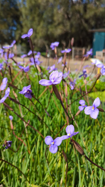 Patersonia occidentalis