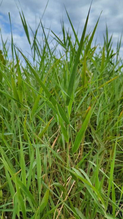 Phragmites australis