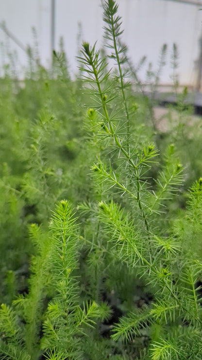 Acacia verticillata