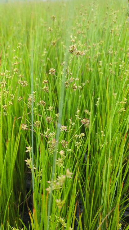 Juncus holoschoenus