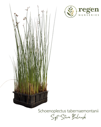 Schoenoplectus tabernaemontani