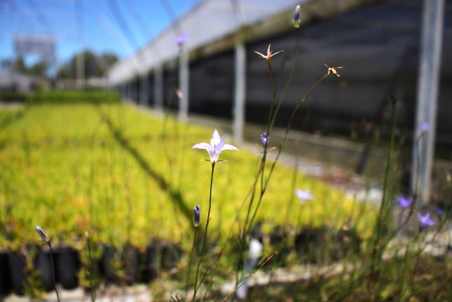 Wahlenbergia communis